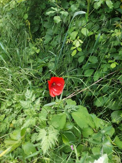 Un coquelicot solitaire dans son environnement tout de verdure