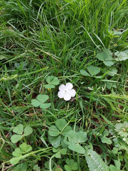 Une fleur blanche solitaire dans son environnement  de verdure