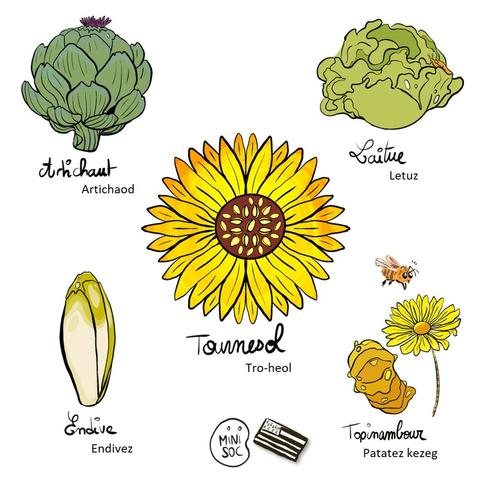 Dessins de légumes du potager avec notamment des fleurs : tournesol, artichaut, endive, topinambour, laitue