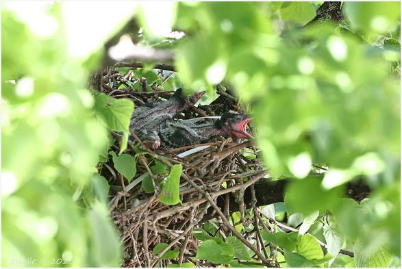 Die Krähenjungen (5) sind geschlüpft und schreihen schon nach Nahrung. Die Fütternden fliegen das Nest von links an und verdecken leider die Futterübergabe. Das Nest wird zusehends durch Blattwerk versperrt. Besonders bei stürmigem Wetter sehr ärgerlich (für den Fotografen).