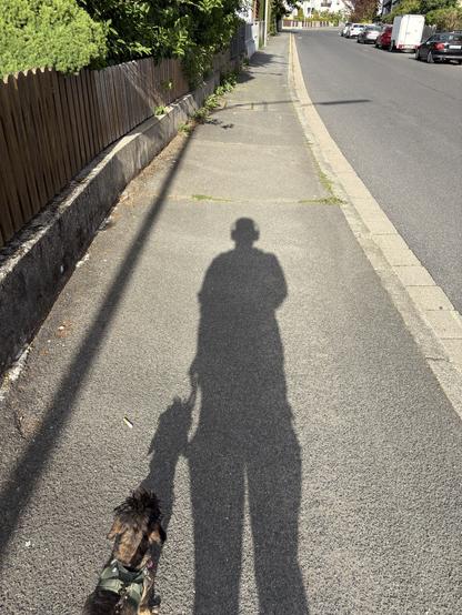 A shadow of a person and a dog walking along a paved sidewalk, surrounded by greenery and a wooden fence. The street is visible in the background.