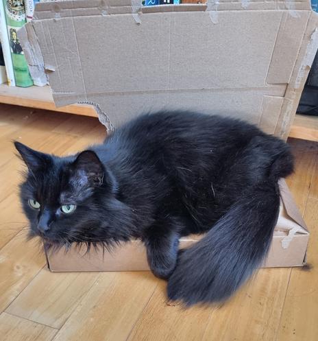 My fluffy black cat sitting in a slightly too small cardboard box.
