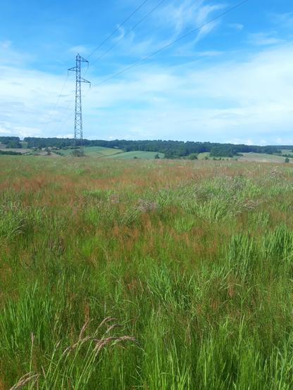 A field of grass in the countryside, an electricity pylone and a line of trees at the horizon.