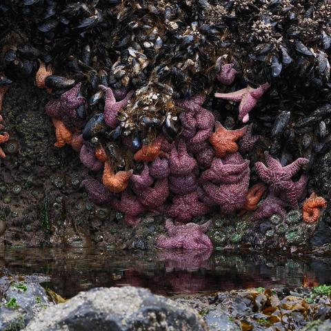 Many starfish, anemones, and mussels huddled together on a rock above a tide pool at low tide.
