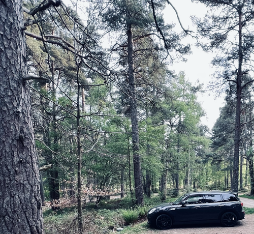 Thunderhawk appreciating the trees at ground level.