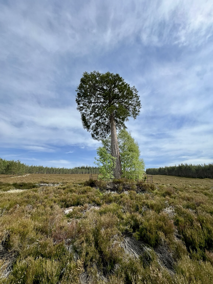 Two solitary trees of different species hugging each other on some barren heather filled land.