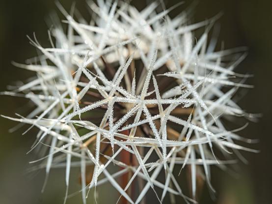 Tiny water droplets on a spiky plant