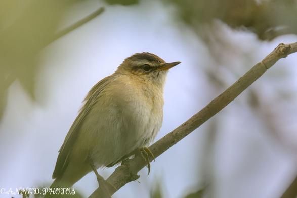 A small, light brown bird with a slightly fluffy appearance is perched on a tree branch amid green leaves.