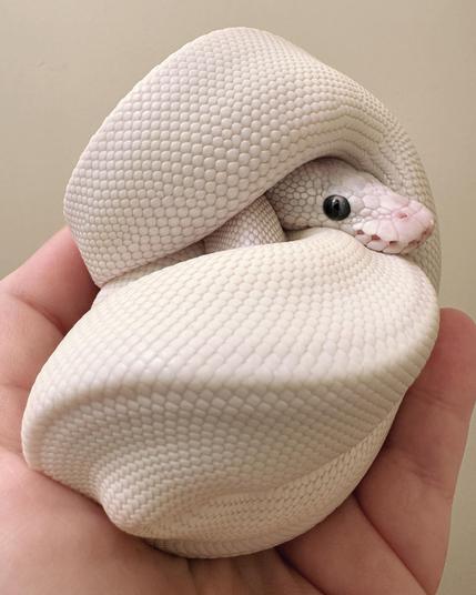 A leucistic blue-eyed ball python is curled up in a tight defensive ball in a human hand against a beige background, his head just poking out on the right.
