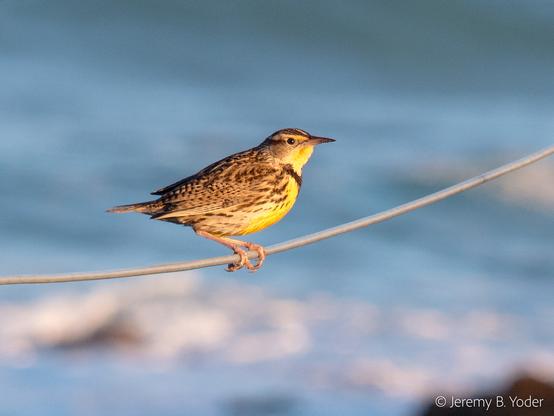 A mostly brown-and-white bird with a bright yellow breast marked by a black chevron, perched on a wire with out-of-focus blue surf visible in the background
