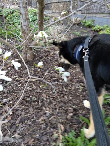 Koira haistelee magnoloita magnoliapuussa.