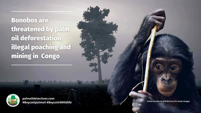 Beautiful #bonobos 🦍🫶🩷💘 serve as a model of non-violent conflict resolution. Yet humans are sending them #extinct 🤯 from #palmoil 🌴🔥 #meat #deforestation 🥩🔥 and #poaching! Fight for them #Boycottpalmoil #Boycott4Wildlife @palmoildetect.bsky.social https://palmoildetectives.com/2023/08/13/bonobo-pan-paniscus/?utm_source=mastodon&utm_medium=Palm+Oil+Detectives&utm_campaign=publer