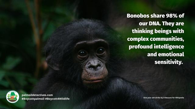 Beautiful #bonobos 🦍🫶🩷💘 serve as a model of non-violent conflict resolution. Yet humans are sending them #extinct 🤯 from #palmoil 🌴🔥 #meat #deforestation 🥩🔥 and #poaching! Fight for them #Boycottpalmoil #Boycott4Wildlife @palmoildetect.bsky.social https://palmoildetectives.com/2023/08/13/bonobo-pan-paniscus/?utm_source=mastodon&utm_medium=Palm+Oil+Detectives&utm_campaign=publer