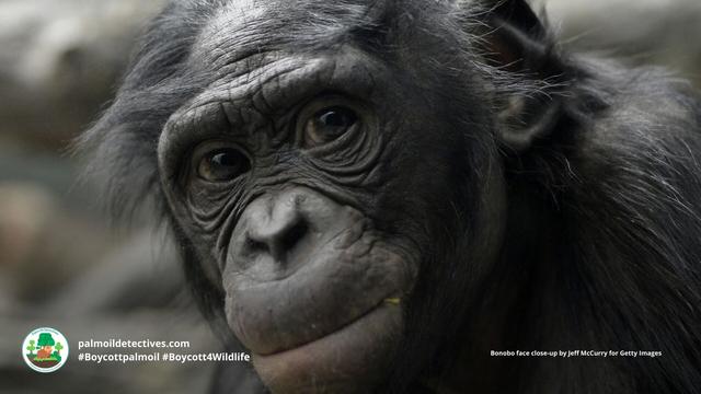 Beautiful #bonobos 🦍🫶🩷💘 serve as a model of non-violent conflict resolution. Yet humans are sending them #extinct 🤯 from #palmoil 🌴🔥 #meat #deforestation 🥩🔥 and #poaching! Fight for them #Boycottpalmoil #Boycott4Wildlife @palmoildetect.bsky.social https://palmoildetectives.com/2023/08/13/bonobo-pan-paniscus/?utm_source=mastodon&utm_medium=Palm+Oil+Detectives&utm_campaign=publer