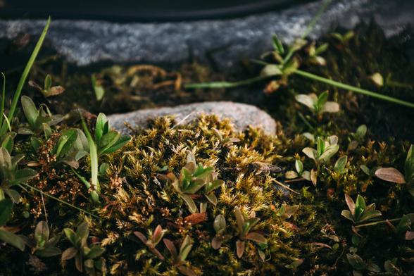 photo of a bee sitting in moss-like plkants at the edge of a pond