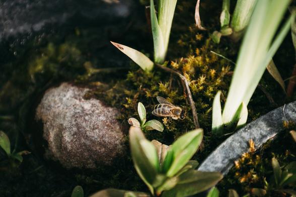 photo of a bee sitting in something looking like moss between grass, at the edge of a pond