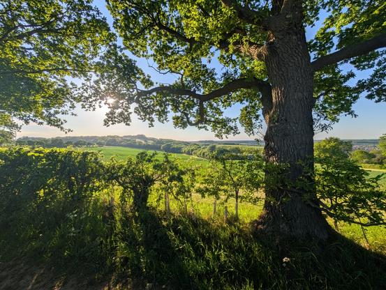 A view across rolling green hills. The foreground contains a large tree and small  hedge. The sun is streaming through the foliage.