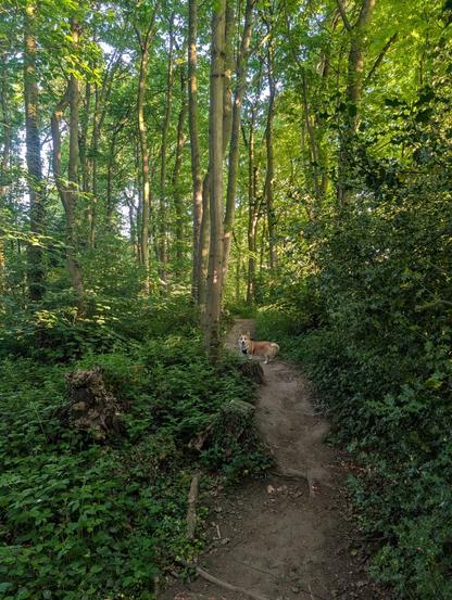 A wooded area with a footpath wearing through. A Corgi stands on the path ahead looking back.