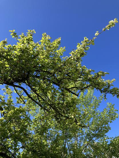 Blick nach oben in den blauen Himmel durch grüne Äste