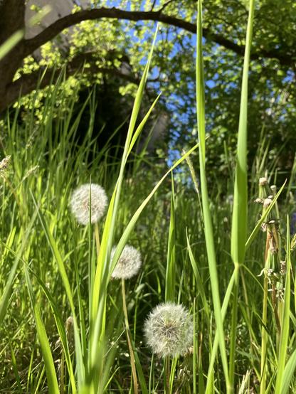 Grüne wilde Wiese mit Pusteblumen