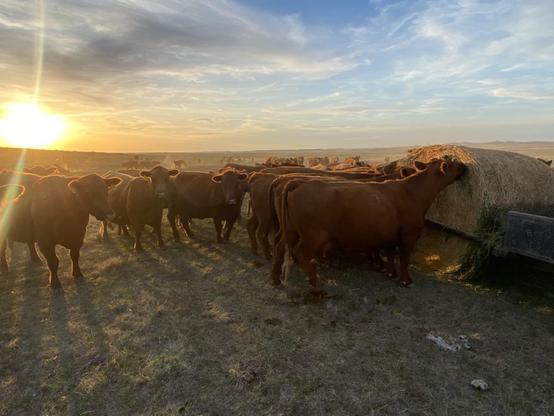 Cattle standing in a dry pasture in Prairie County, Montana, May 9, 2025.