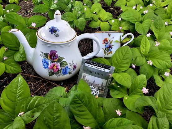 Outdoor tea tableau set on a hillside carpeted with Pacific Starflowers that have bright green foliage and tiny, pink, star shaped flowers that appear to float above the leaves. There is a vintage white teapot with a painted pansy design and an almost matching vintage teacup with a viola flower design. The tea is Earl Grey black tea from Ahmad.