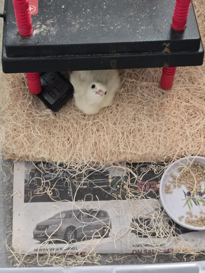 A tiny turkey chick is laying under the edge of a heating plate, looking up at us. It's black eyes are large, dark pools on its head. A thermometer shows the temperature is 87°F