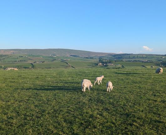 Four lambs in a field with long shadows because it is the evening. Beyond are sunlit uplands with fields divided by dry stone walls. The sky is clear and pale blue.