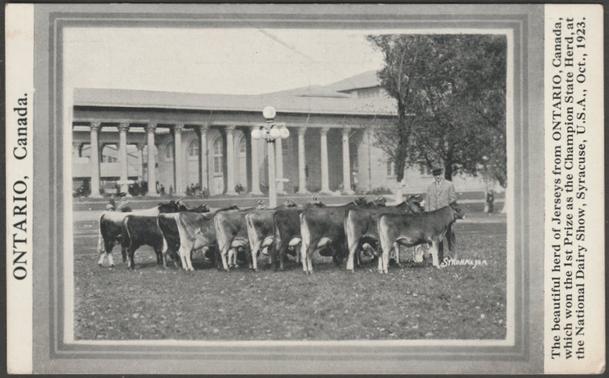 Printed monochrome postcard showing a view of the herd of Jersey cows from Ontario, Canada which won 1st prize as the Champion State Herd at the National Dairy Show in Syracuse, New York, USA in October 1923.

Published by Strohmeyer, not numbered, 1923.

Postally unused.

Very good condition, with very slight corner bumps and light mark to centre of top edge.