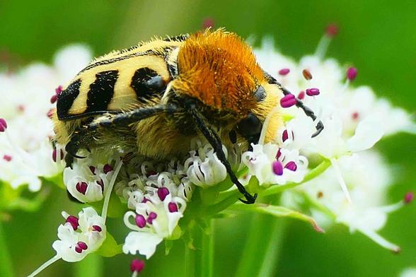 Une Trichie fasciée, un coléoptère surprenant, qui ressemble à un bourdon (thorax poilu roux, et élytres rayées blanc et noir)
sur une fleur blanche et violette
