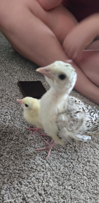 2 turkey chicks standing on carpet. The small one is just 2 days old and still has its egg tooth on its beak. The other is towering over it, at least twice its height. Its color is also much paler, and it has lots of black flecks on its back, while the little chick is all yellow.