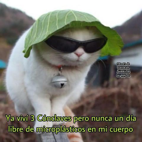 un gato con una hoja de lechuga como sombrero, unos lentes de sol y un cascabel. ya vivi tres conclaves pero nunca un día libre de mucroplasticos en mi cuerpo
