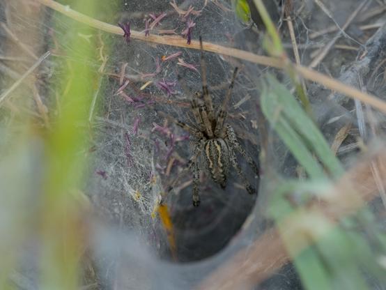 a spider waiting patiently in its funnel of webs ready to pull something in