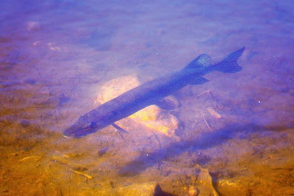 A slender long fish in shallow muddy water.