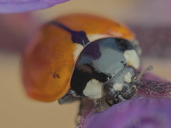 a macro photo of a lady but on the stem of a flower, you can see some water droplets on its bumpy eyes