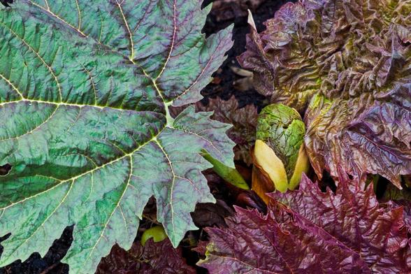 A large rhubarb plant, partly still in bud. The yellow and green bud is to the right of the middle. On the left a large green leaf that covers almost half of the photo. The leaf is deeply incised and the deep veins are dark red. On the top right and bottom right 2 dark red leaves that are still completely crinkled as it were and also show a nice texture.