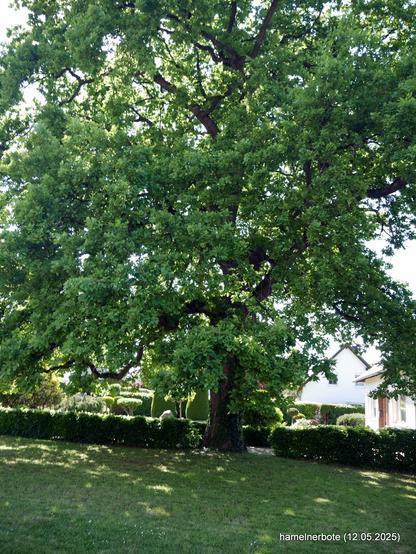 Naturdenkmal Stileiche in Tündern