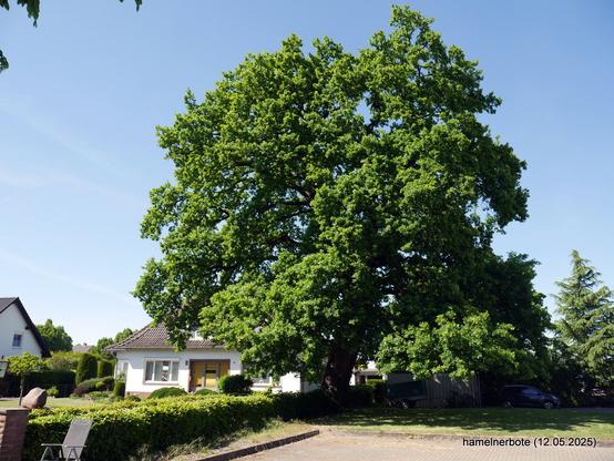 Naturdenkmal Stileiche in Tündern