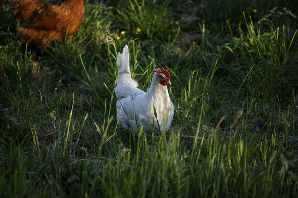 Ein weißes Huhn im grünen Gras.