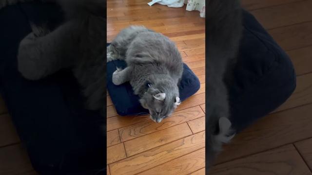 これじゃ掃除機動かせない #ねこ動画 #アメリカンカール #catshorts