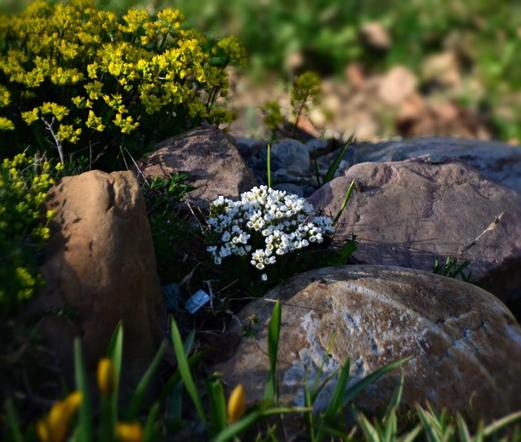 Low late afternoon sun shines from left onto part of a rock garden, creating soft highlights and dark shadows on the plants and rocks. Most of the view is a small mound of glacial remnant rocks, generally smooth with a roundish one in front right, others more angular, various tans, browns to purply grey. These are decent size rocks, the largest would cause you a little sweat to move, and you wouldn't want to move them far! Near the centre, a small low Draba plant sits ( a few stray bits of grass rising through it!), completely covered with tiny white flowers. To the upper left, on a higher part of the bed is a larger patch of another Draba, this one with bright yellow flowers nearly obscuring all the foliage, bits of this spill down below on left and behind the mound of rocks to right. In front we see the out of focus grassy leaves and closed yellow flowers of small tulips.