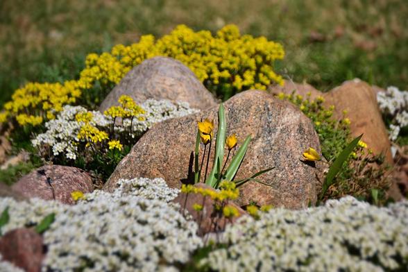 Bright mid-afternoon sun lights a cheery piece of rock garden built of glacial remnant rocks, generally smooth and rounded but not round-- this view shows mostly light coloured speckly pinky granite, several rising to modest soft 'peaks' enhancing the miniature mountain feeling. Among the rocks grow masses of low growing Draba white and yellow mingling in the middle, with the foreground mostly the white flowered species, and the back, at the edge of the rock ridge, bright yellow. In the centre a few small tulips are set against the largest rock - this would would cause you a little sweat to move, and you wouldn't want to move it far! The tulips have narrow shiny glaucous green leaves and small cup shaped deep yellow flowers (mature flowers on warm sunny days fully open to flat stars,  these are only 1/2 to 3/4 open, so we see some centres but also the green streaked outer sepals.) Beyond the rock bed we can see a bit of a mowed area, low grass just beginning to green for the season.