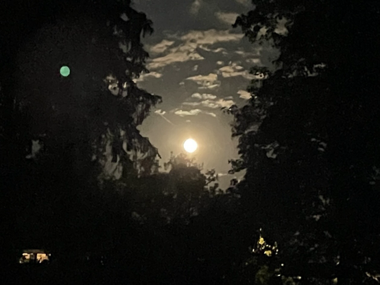 Vollmond am Nachthimmel, gerahmt von den dunklen Silhouetten großer Bäume