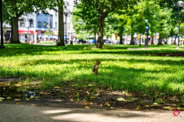 Photo of a squirrel standing in grass
