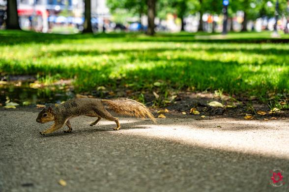Photo of a squirrel walking towards the camera