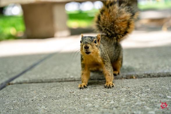 Photo of a squirrel walking towards the camera