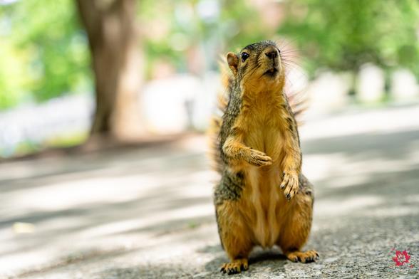 Photo of a squirrel standing in front of the camera