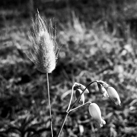 The square image plays with the texture of the silky bell-shaped flowers of common cinquefoil and the hairy tufts of hare's-tail grass against a blurred background.