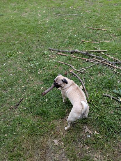 A pug with a stick that looks like a cigar in her mouth