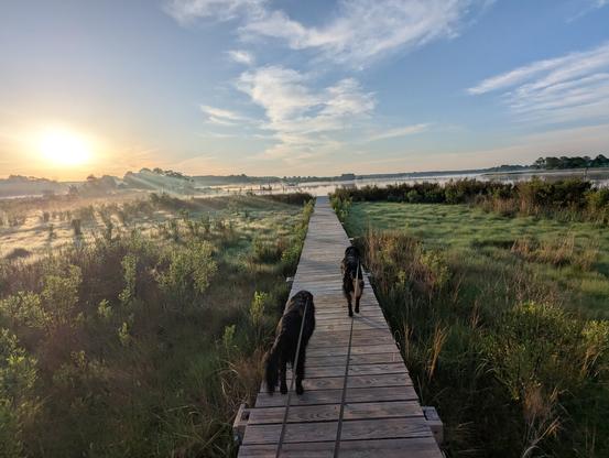 Photo of a calm morning sunrise over Harris Creek sun rising low to the right in a pale blue sky. Wispy white clouds decorate the center and horizon . Marsh is green with riotous new spring growth. Creek water is rippled and reflects the sun, sky and clouds.
In the foreground Miles and Jon two black Flat-Coated retrievers stroll down the wood walk in hopes of spotting interesting waterfowl.